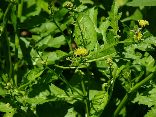 {Rorippa palustris}